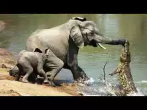 Video: Most Spectacular Crocodile Attacks Compilation including Crocodile vs Lion, Elephant
